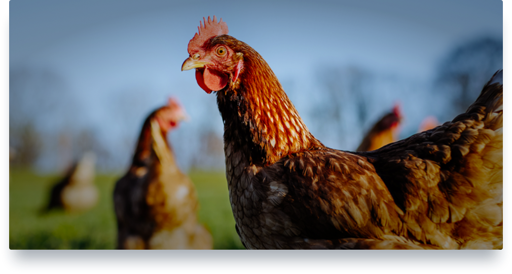 Global Meat & Poultry Prices Beef, Pork, Chicken, Lamb Mintec