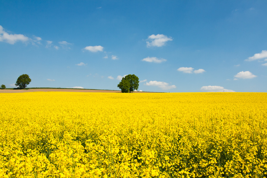 Rapeseed Outlook 2024: Weather challenges and industry concerns