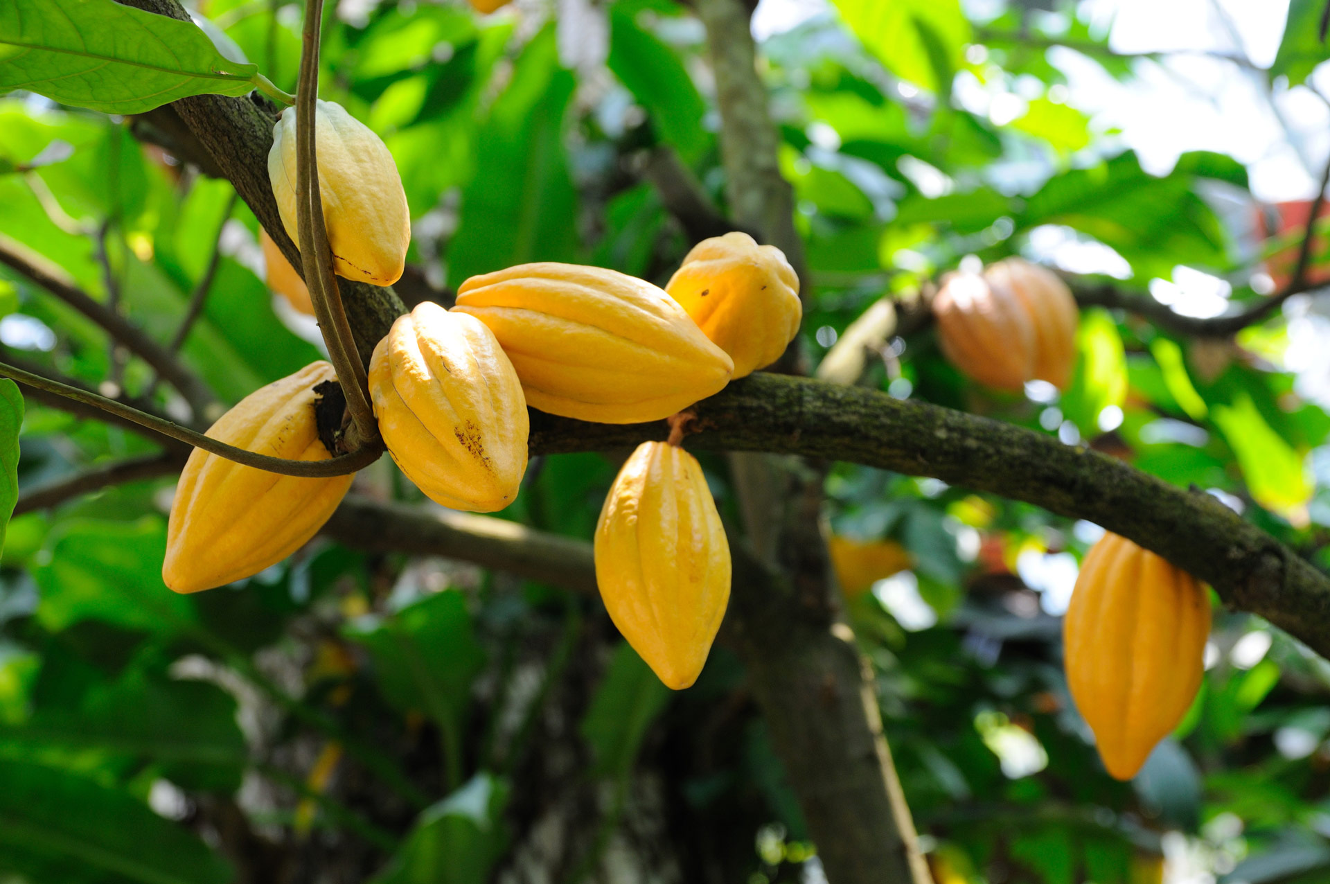 Ivory Coast halts its cocoa bean sales amid concerns over drought impact