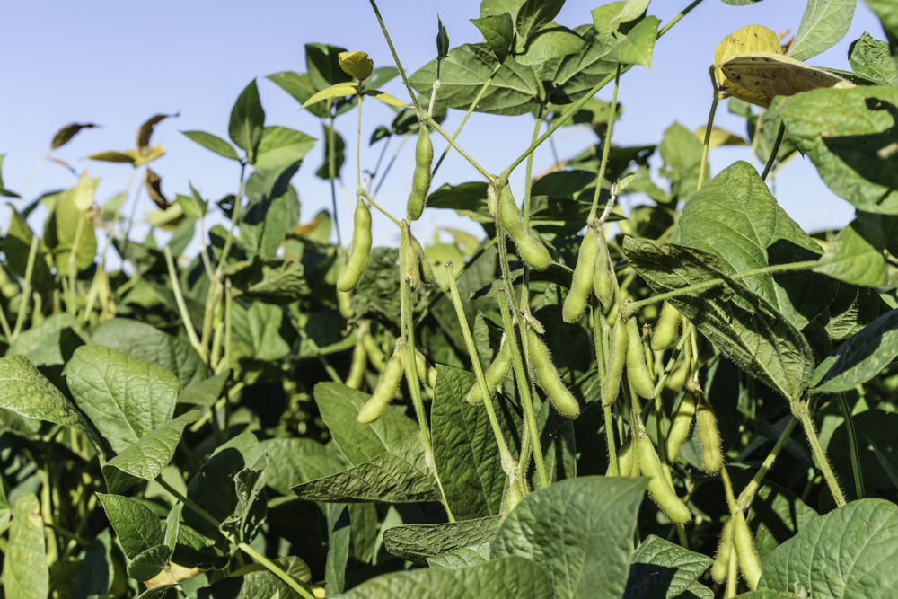 US Soybean Futures Decline Despite Record Month for Soybean Crush