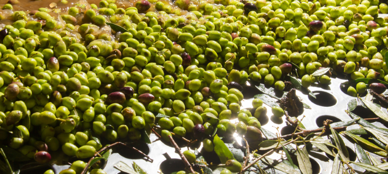 Steering the Olive Oil Landscape