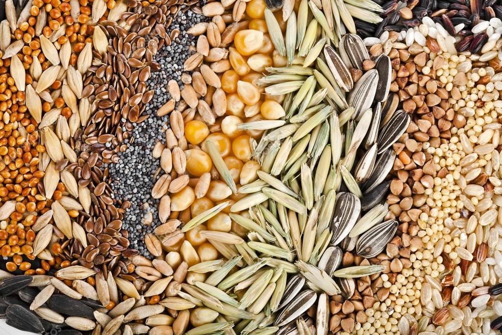 Grains and oilseeds