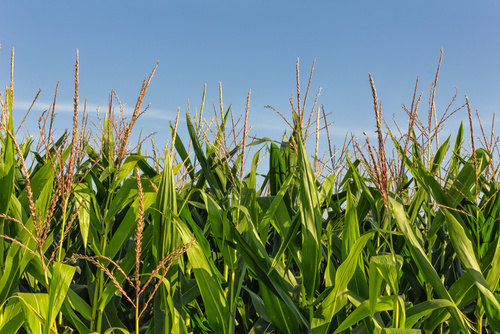 fotolia_48100695_ethanol
