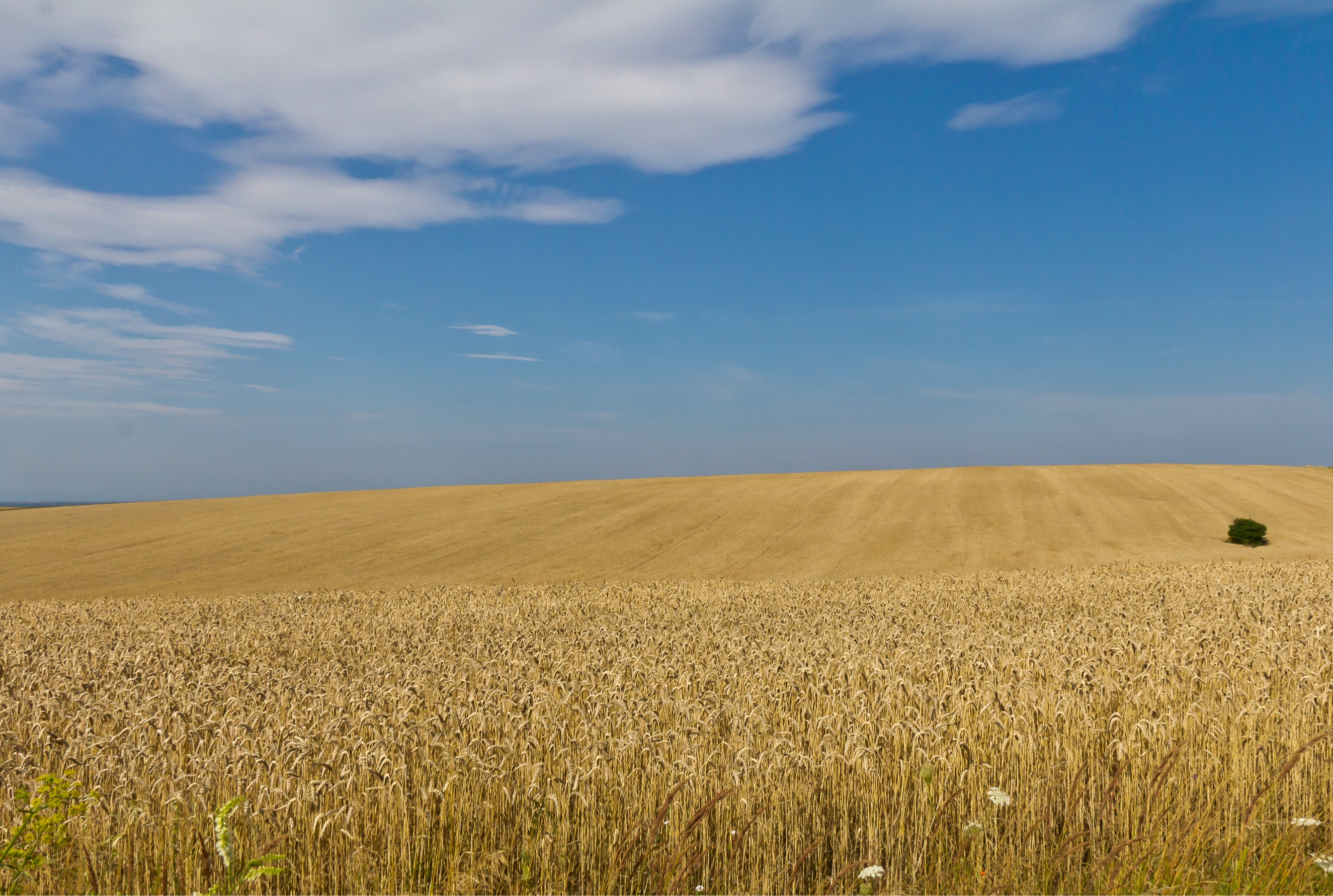 Домашние хозяйства куры несушки